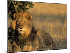 Lion, Panthera Leo, Chobe National Park, Savuti, Botswana, Africa-Thorsten Milse-Mounted Photographic Print