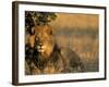 Lion, Panthera Leo, Chobe National Park, Savuti, Botswana, Africa-Thorsten Milse-Framed Photographic Print