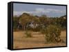 Lion, Panthera Leo, Chobe National Park, Savuti, Botswana, Africa-Thorsten Milse-Framed Stretched Canvas