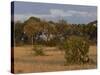 Lion, Panthera Leo, Chobe National Park, Savuti, Botswana, Africa-Thorsten Milse-Stretched Canvas