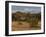 Lion, Panthera Leo, Chobe National Park, Savuti, Botswana, Africa-Thorsten Milse-Framed Photographic Print