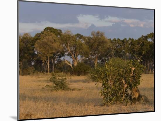 Lion, Panthera Leo, Chobe National Park, Savuti, Botswana, Africa-Thorsten Milse-Mounted Photographic Print