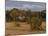 Lion, Panthera Leo, Chobe National Park, Savuti, Botswana, Africa-Thorsten Milse-Mounted Photographic Print