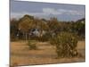 Lion, Panthera Leo, Chobe National Park, Savuti, Botswana, Africa-Thorsten Milse-Mounted Photographic Print