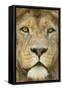 Lion (Panthera Leo) Close Up Portrait of Male, Captive Occurs in Africa-Edwin Giesbers-Framed Stretched Canvas