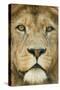 Lion (Panthera Leo) Close Up Portrait of Male, Captive Occurs in Africa-Edwin Giesbers-Stretched Canvas