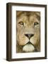 Lion (Panthera Leo) Close Up Portrait of Male, Captive Occurs in Africa-Edwin Giesbers-Framed Photographic Print