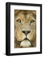 Lion (Panthera Leo) Close Up Portrait of Male, Captive Occurs in Africa-Edwin Giesbers-Framed Photographic Print