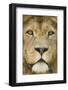 Lion (Panthera Leo) Close Up Portrait of Male, Captive Occurs in Africa-Edwin Giesbers-Framed Photographic Print