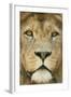 Lion (Panthera Leo) Close Up Portrait of Male, Captive Occurs in Africa-Edwin Giesbers-Framed Photographic Print