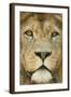 Lion (Panthera Leo) Close Up Portrait of Male, Captive Occurs in Africa-Edwin Giesbers-Framed Photographic Print