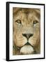 Lion (Panthera Leo) Close Up Portrait of Male, Captive Occurs in Africa-Edwin Giesbers-Framed Photographic Print