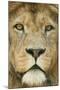 Lion (Panthera Leo) Close Up Portrait of Male, Captive Occurs in Africa-Edwin Giesbers-Mounted Photographic Print