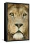 Lion (Panthera Leo) Close Up Portrait of Male, Captive Occurs in Africa-Edwin Giesbers-Framed Stretched Canvas