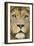 Lion (Panthera Leo) Close Up Portrait of Male, Captive Occurs in Africa-Edwin Giesbers-Framed Photographic Print