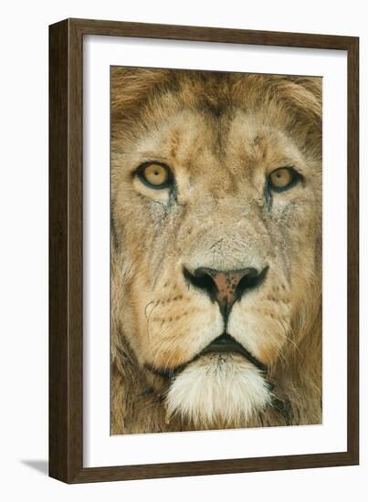 Lion (Panthera Leo) Close Up Portrait of Male, Captive Occurs in Africa-Edwin Giesbers-Framed Photographic Print