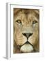 Lion (Panthera Leo) Close Up Portrait of Male, Captive Occurs in Africa-Edwin Giesbers-Framed Photographic Print