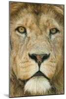 Lion (Panthera Leo) Close Up Portrait of Male, Captive Occurs in Africa-Edwin Giesbers-Mounted Photographic Print