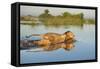 Lion (Panthera Leo) Crossing Water, Okavango Delta, Botswana-Wim van den Heever-Framed Stretched Canvas