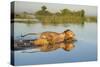 Lion (Panthera Leo) Crossing Water, Okavango Delta, Botswana-Wim van den Heever-Stretched Canvas