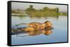 Lion (Panthera Leo) Crossing Water, Okavango Delta, Botswana-Wim van den Heever-Framed Stretched Canvas