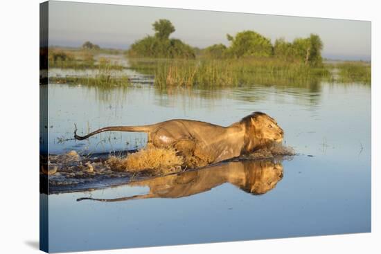 Lion (Panthera Leo) Crossing Water, Okavango Delta, Botswana-Wim van den Heever-Stretched Canvas