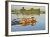 Lion (Panthera Leo) Crossing Water, Okavango Delta, Botswana-Wim van den Heever-Framed Photographic Print