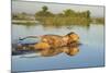 Lion (Panthera Leo) Crossing Water, Okavango Delta, Botswana-Wim van den Heever-Mounted Photographic Print