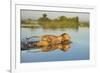 Lion (Panthera Leo) Crossing Water, Okavango Delta, Botswana-Wim van den Heever-Framed Photographic Print