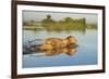 Lion (Panthera Leo) Crossing Water, Okavango Delta, Botswana-Wim van den Heever-Framed Photographic Print