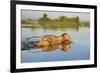 Lion (Panthera Leo) Crossing Water, Okavango Delta, Botswana-Wim van den Heever-Framed Photographic Print