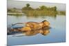 Lion (Panthera Leo) Crossing Water, Okavango Delta, Botswana-Wim van den Heever-Mounted Photographic Print