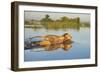 Lion (Panthera Leo) Crossing Water, Okavango Delta, Botswana-Wim van den Heever-Framed Photographic Print