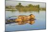 Lion (Panthera Leo) Crossing Water, Okavango Delta, Botswana-Wim van den Heever-Mounted Photographic Print