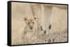 Lion (Panthera leo) cub, calling, lost and parted from mother, Masai Mara-Shem Compion-Framed Stretched Canvas