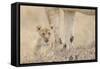 Lion (Panthera leo) cub, calling, lost and parted from mother, Masai Mara-Shem Compion-Framed Stretched Canvas