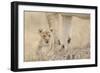 Lion (Panthera leo) cub, calling, lost and parted from mother, Masai Mara-Shem Compion-Framed Photographic Print