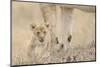 Lion (Panthera leo) cub, calling, lost and parted from mother, Masai Mara-Shem Compion-Mounted Photographic Print