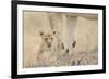 Lion (Panthera leo) cub, calling, lost and parted from mother, Masai Mara-Shem Compion-Framed Photographic Print