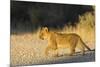 Lion (Panthera leo) cub, Kgalagadi Transfrontier Park, South Africa, Africa-Ann and Steve Toon-Mounted Photographic Print
