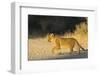 Lion (Panthera leo) cub, Kgalagadi Transfrontier Park, South Africa, Africa-Ann and Steve Toon-Framed Photographic Print