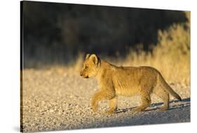 Lion (Panthera leo) cub, Kgalagadi Transfrontier Park, South Africa, Africa-Ann and Steve Toon-Stretched Canvas