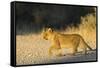 Lion (Panthera leo) cub, Kgalagadi Transfrontier Park, South Africa, Africa-Ann and Steve Toon-Framed Stretched Canvas