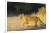 Lion (Panthera leo) cub, Kgalagadi Transfrontier Park, South Africa, Africa-Ann and Steve Toon-Framed Photographic Print