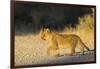Lion (Panthera leo) cub, Kgalagadi Transfrontier Park, South Africa, Africa-Ann and Steve Toon-Framed Photographic Print