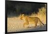 Lion (Panthera leo) cub, Kgalagadi Transfrontier Park, South Africa, Africa-Ann and Steve Toon-Framed Photographic Print