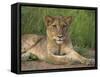 Lion (Panthera Leo), Cub, Kruger National Park, South Africa, Africa-Ann & Steve Toon-Framed Stretched Canvas