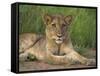 Lion (Panthera Leo), Cub, Kruger National Park, South Africa, Africa-Ann & Steve Toon-Framed Stretched Canvas