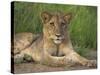 Lion (Panthera Leo), Cub, Kruger National Park, South Africa, Africa-Ann & Steve Toon-Stretched Canvas