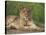 Lion (Panthera Leo), Cub, Kruger National Park, South Africa, Africa-Ann & Steve Toon-Stretched Canvas